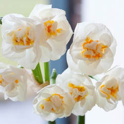 Daffodils classification, Daffodils types, Daffodils Groups, Narcissus classification, Narcissus types, Narcissus Groups, Narcissus Divisions, Daffodils Divisions